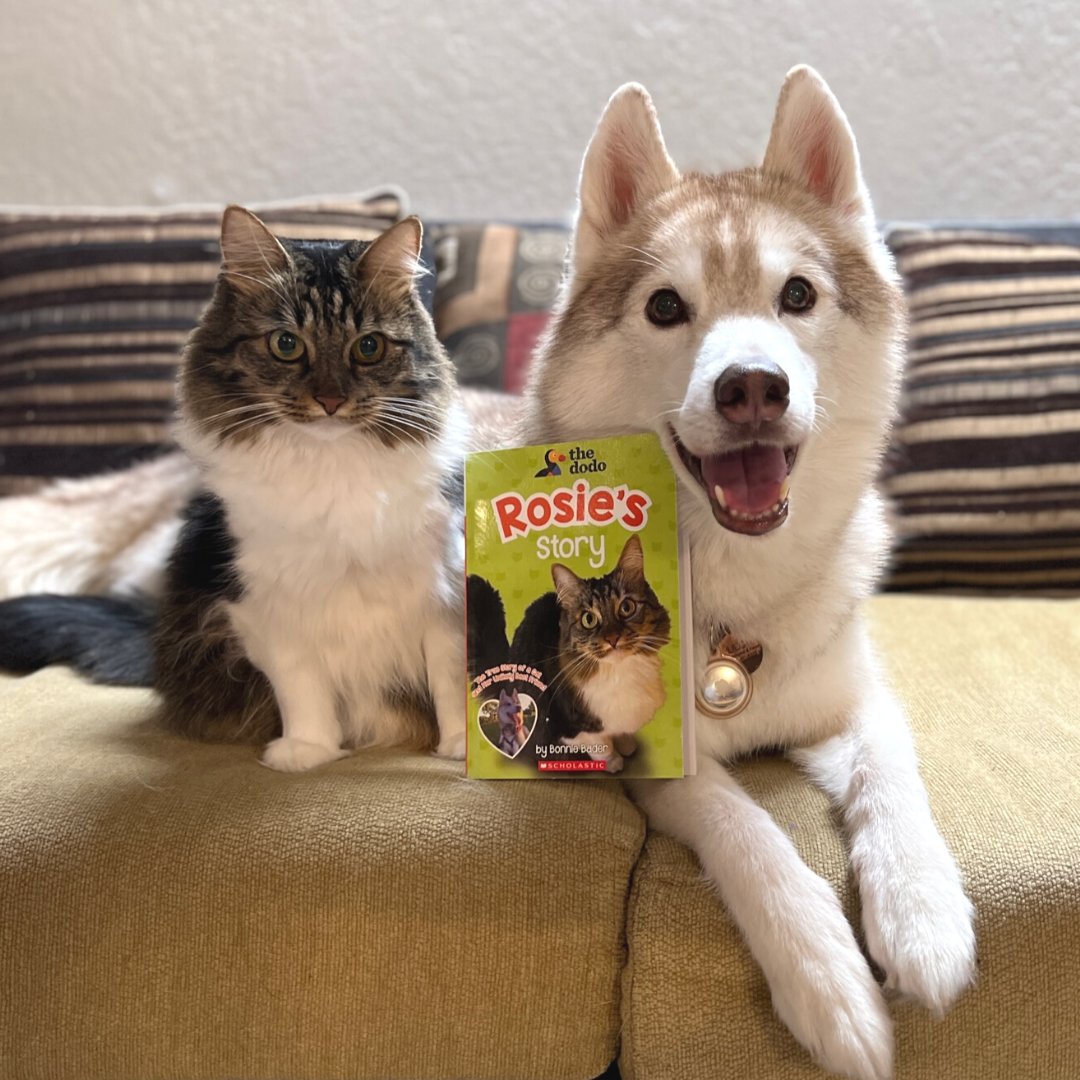 Rosie the cat was small and weak — until she befriended <a href="/lilothehusky/">Lilo & Finny & Rosie</a>! Rosie's inspiring, true story is now a @scholastic book, teaching children that love is the only thing you need to make a family 💛 

Available on Amazon here: thedo.do/tw-10-25