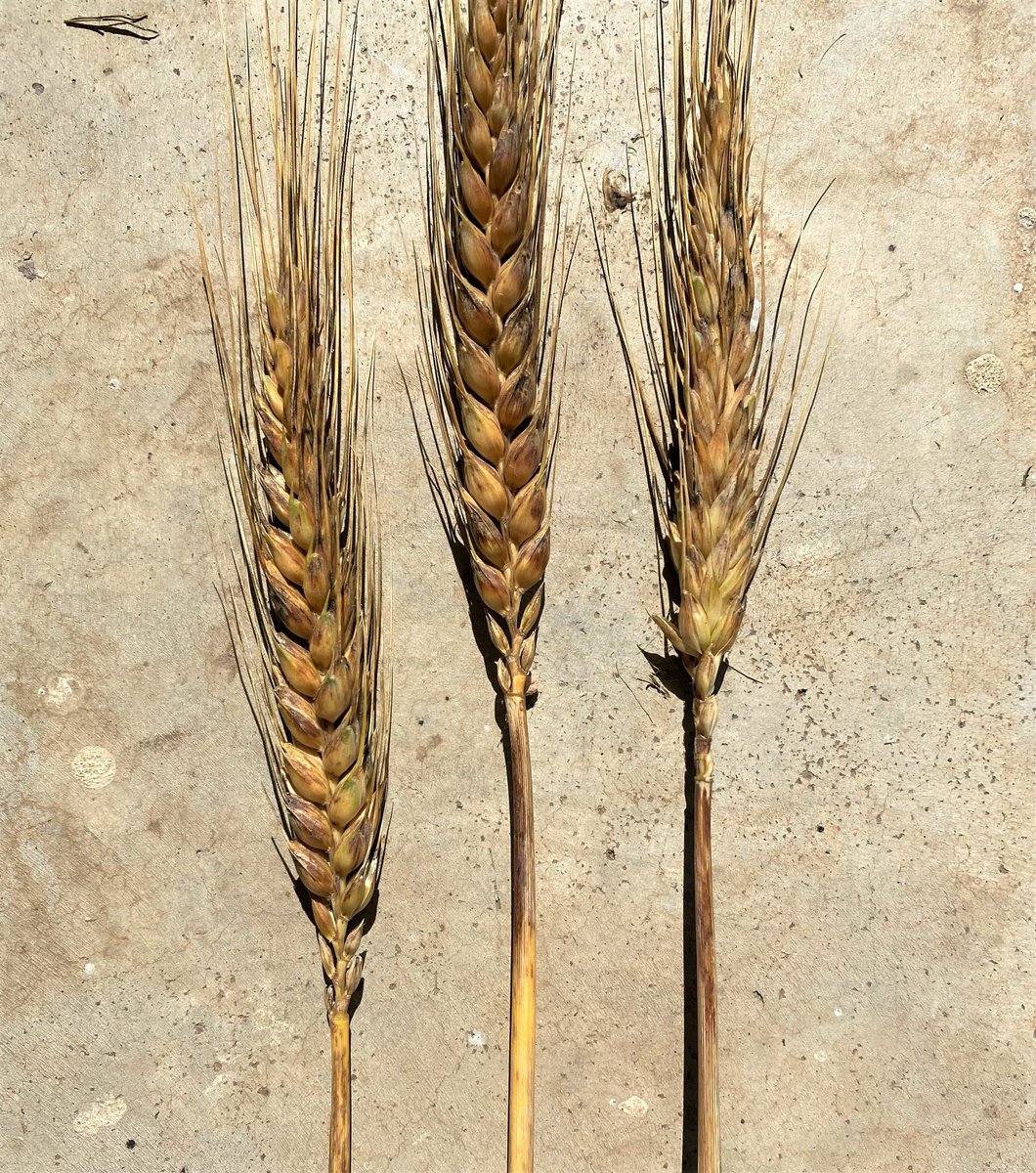 Heuston Agronomy Services tweet media