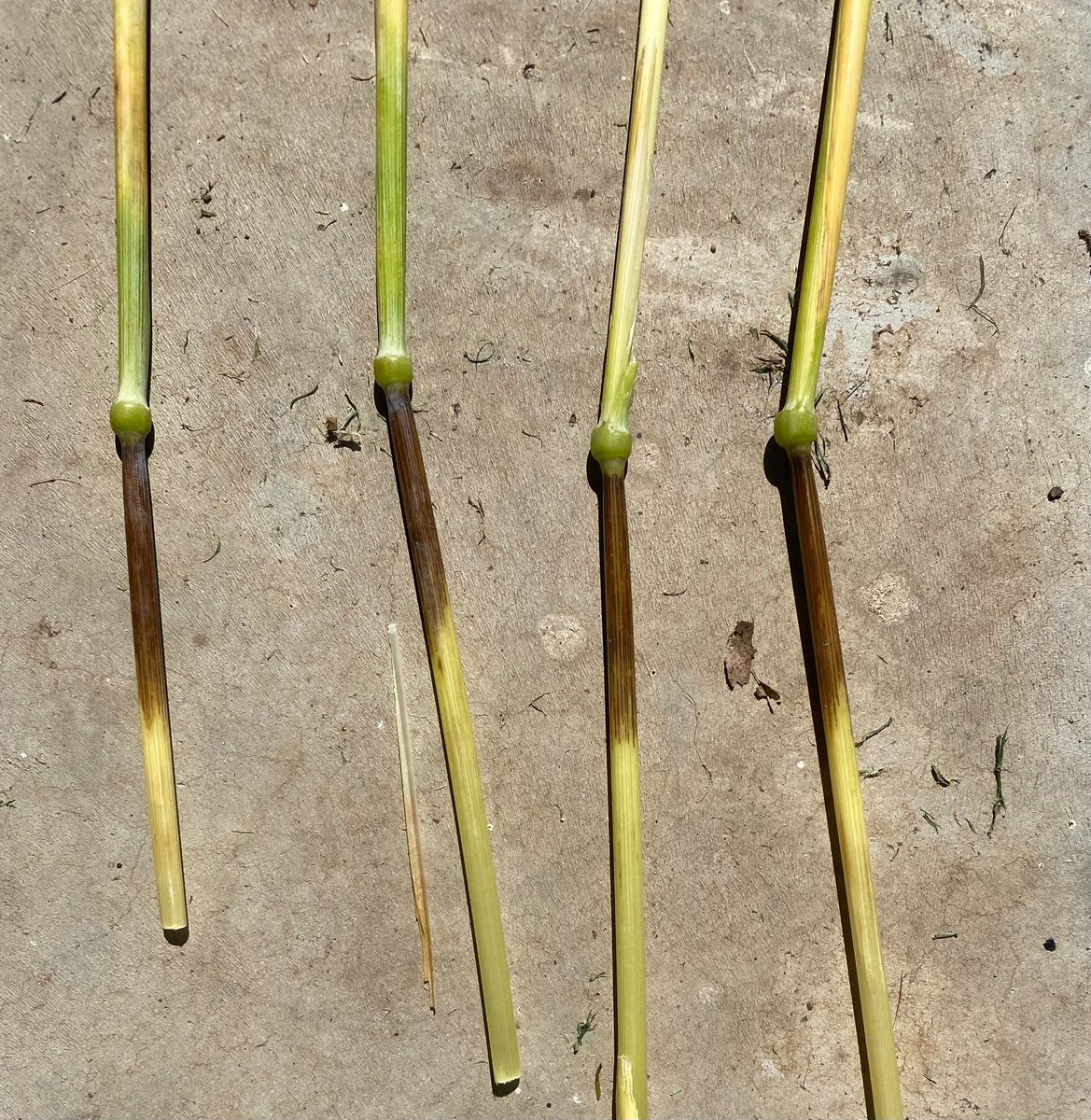 Heuston Agronomy Services tweet media