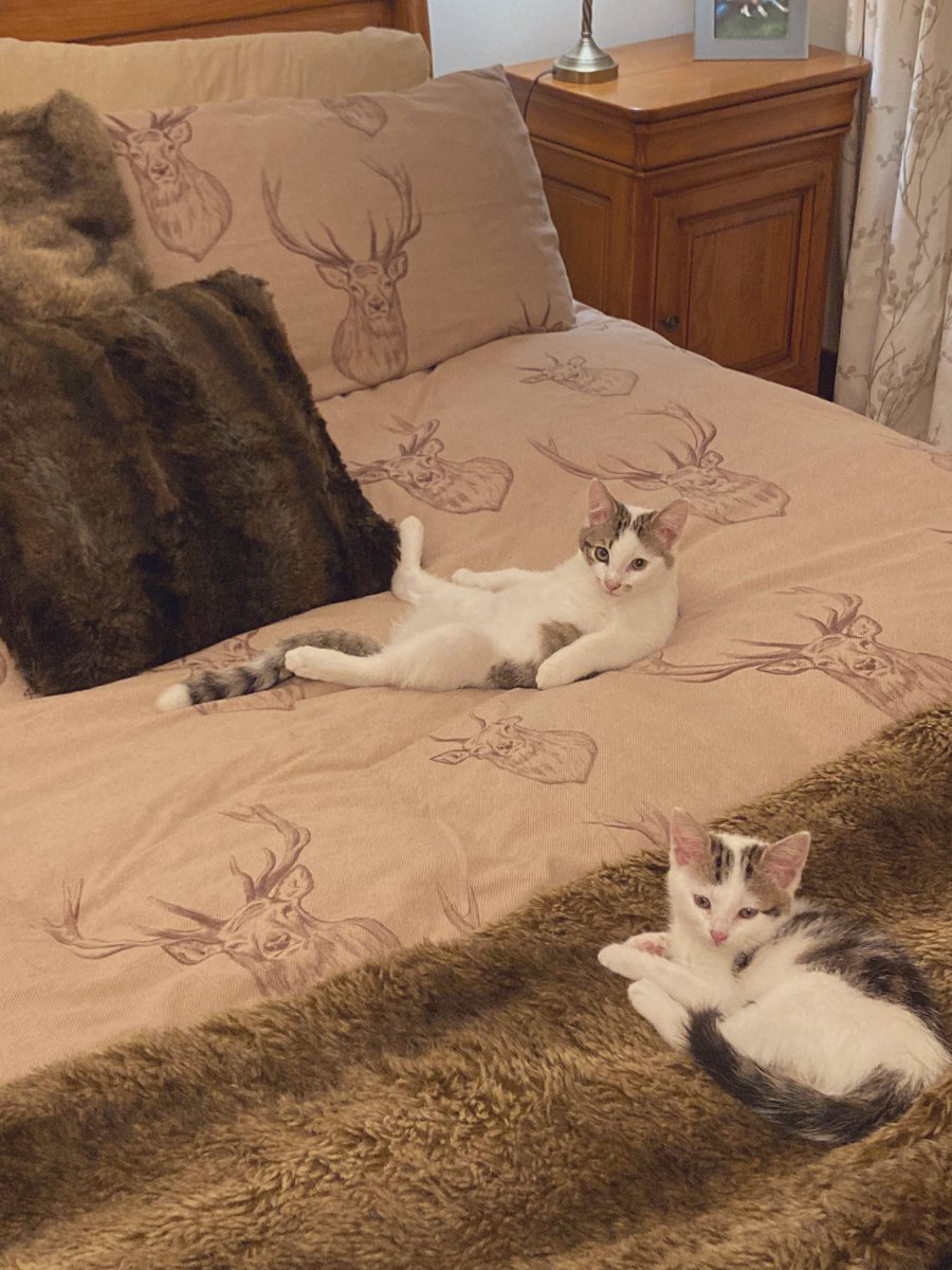 madcap_max's tweet photo. Frens, in a word “liberties”!!! How come they get to go on the Big Bed but not us & our muddy paws ?! 🤷♂️😡😲 🐾 #catsoftwitter #freetoagoodhome #selfentitled https://t.co/66jEXn5acD