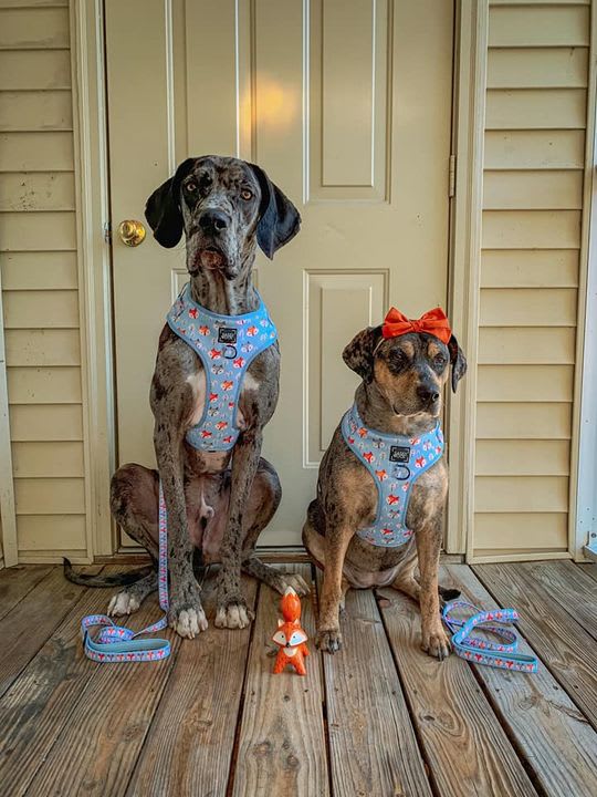 PSP5Points's tweet photo. Your dog is pawsome and classy, so why not dress them up in this pawsome costume for Halloween?! 🎃 💚 😍 🐾 

#PSPColumbia #PetSuppliesPlus #Minusthehassle https://t.co/GJN0Xcxiql