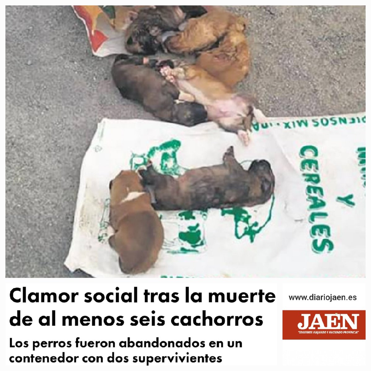 PACMAAndalucia's tweet photo. Ocho cachorros encontrados en un saco dentro de un contenedor de basura (seis de ellos muertos). Al parecer, los golpearon dentro del saco hasta reventarlos.
@fuerzaanimalpro ha denunciado y pide colaboración ciudadana para dar con los responsables. 
https://t.co/4v6w5b3O6q https://t.co/OKEWYArvai