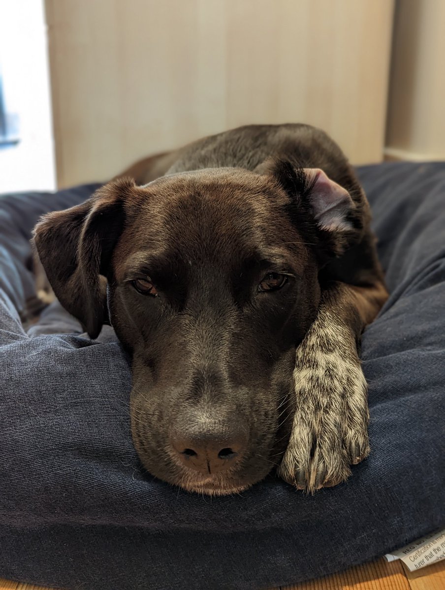 0684Blade's tweet image. Sigh. Mommy's gone on another work trip.

#whoaisme #poorpuppy