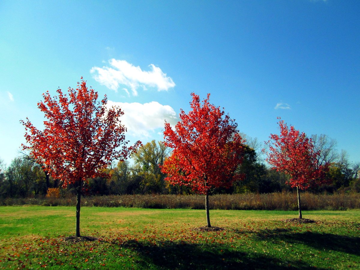 ThE FoLiAgE! Let's [go see] the foliage! - Jim Gaffigan As the weather begins to get cold and the leaves change, parks around St. Louis County light up with color. What are some of your favorite parks to enjoy the changing leaves?