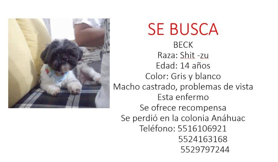 lluvia915's tweet photo. @colanahuac_cdmx por favor ayuda a compartir, es un perro viejito, tiene el pelo más corto https://t.co/UO8XzE2Tla