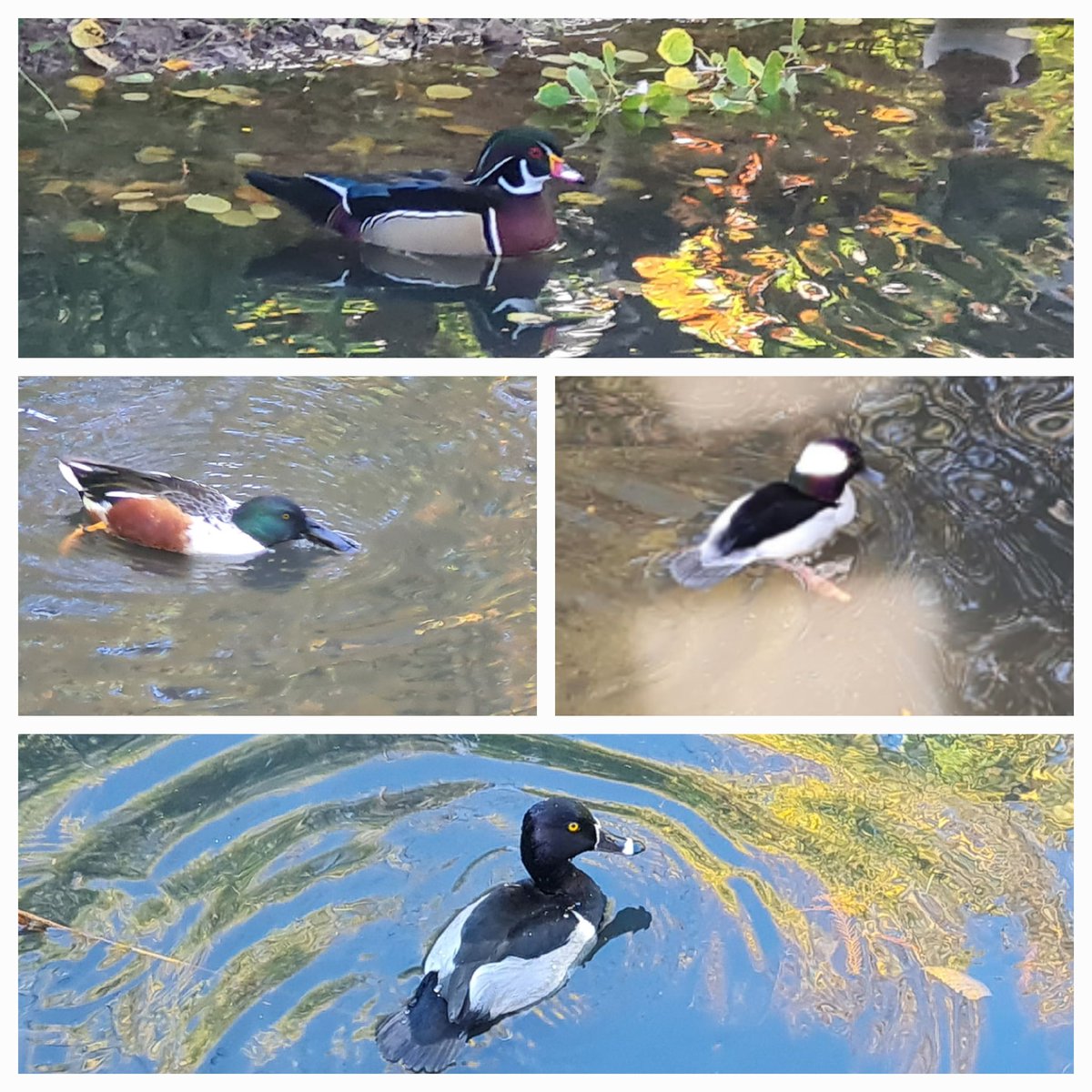 LKickers's tweet photo. A great start to half term, and perfect timing for the @PlanetLge #NatureWeek. While waiting for Danny to come back from his amazing @Action4Conserv camp, we visited the @WWTLondon and added some new species to our 2022 bird list, including a #bittern hiding in the reed bed! https://t.co/0b1SCdqbNo