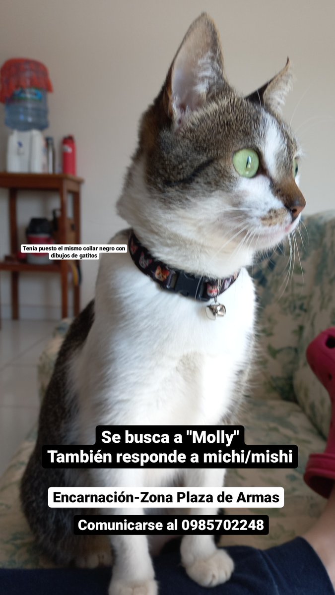 Mishimolly está perdida 😞 Encarnación- Zona plaza de Armas
Se agradece RT ❤️‍🩹