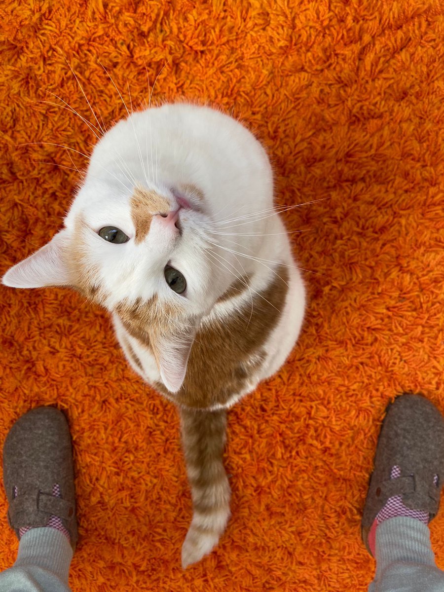 Look into my eyes 
Not around the eyes
You are now under my spell…

You must bring me tuna. Fresh, line- caught, bluefin tuna. Go on, do it now. 

🐈 🐟

#OhErik #CatsOfTwitter #ItsaCatsLife