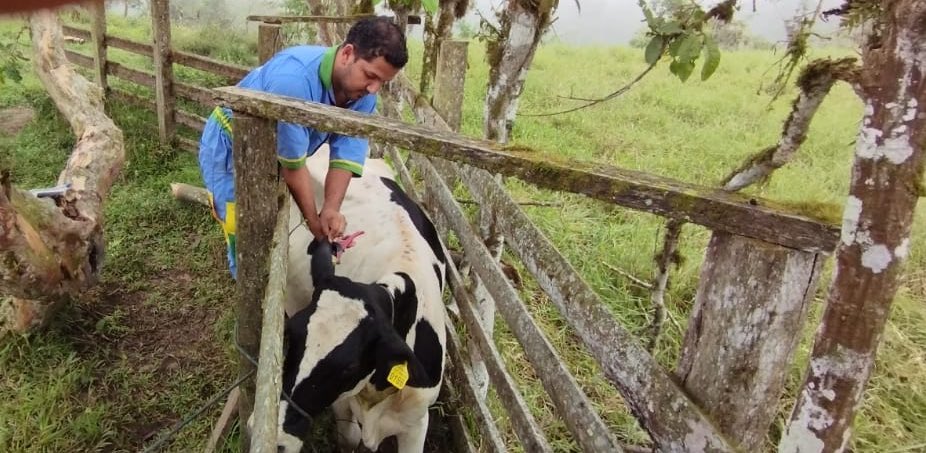 Alex_Padilla85's tweet photo. En la Provincia de Sto. Dgo.; por medio del proyecto Campo Seguro, se realiza areteo e identificación de bovinos (40) para que los productores puedan activar póliza de seguro ganadero subvencionado. 
#GobiernoDelEncuentro https://t.co/bywKp00STW