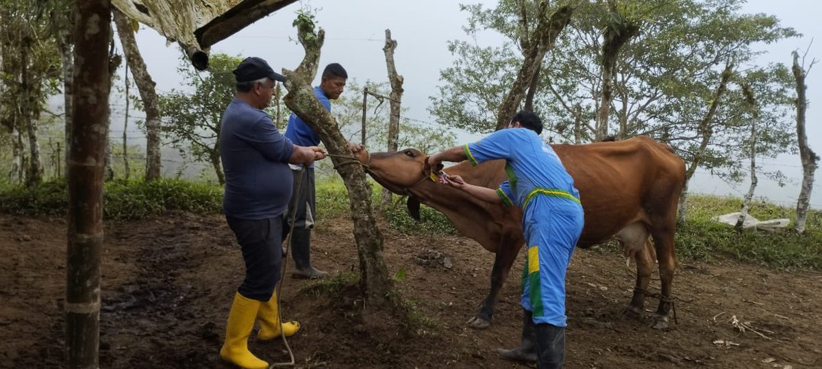 Alex_Padilla85's tweet photo. En la Provincia de Sto. Dgo.; por medio del proyecto Campo Seguro, se realiza areteo e identificación de bovinos (40) para que los productores puedan activar póliza de seguro ganadero subvencionado. 
#GobiernoDelEncuentro https://t.co/bywKp00STW