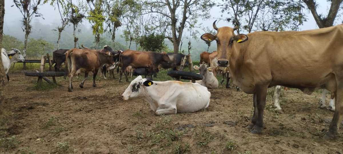 Alex_Padilla85's tweet photo. En la Provincia de Sto. Dgo.; por medio del proyecto Campo Seguro, se realiza areteo e identificación de bovinos (40) para que los productores puedan activar póliza de seguro ganadero subvencionado. 
#GobiernoDelEncuentro https://t.co/bywKp00STW