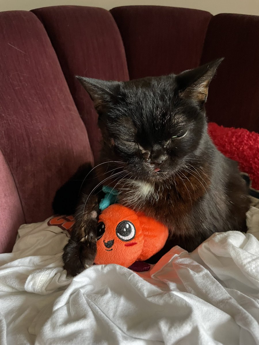 kay_cooperr's tweet photo. @QueenSnorlene @jaerockets Sadly, we found out a few days ago that Scarlett has cancer :( we are giving her lots of snuggles and nose boops and keeping her as comfortable as possible: I got her a little pumpkin friend, to keep her company while I’m away at Uni https://t.co/LRgNQn0OmV