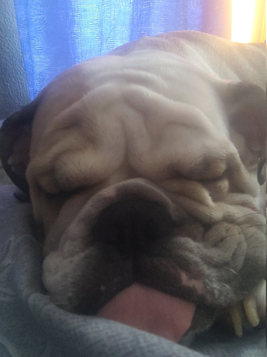 Bigi_Mach's tweet photo. @demnaburduli16 Chemsas killer build aqvs:
-Xvrinavs gijivit
-Humpavs gijivit (gogoa da mainc)
-x5 Tug of war vice-champ (me mainc ver migebs)
-17kg at 6 months (above avg weight + height)

Modi aaaq https://t.co/TBhSjj4vj9