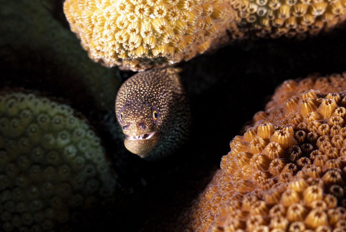 TheBlueOctopusNFTs tweet media