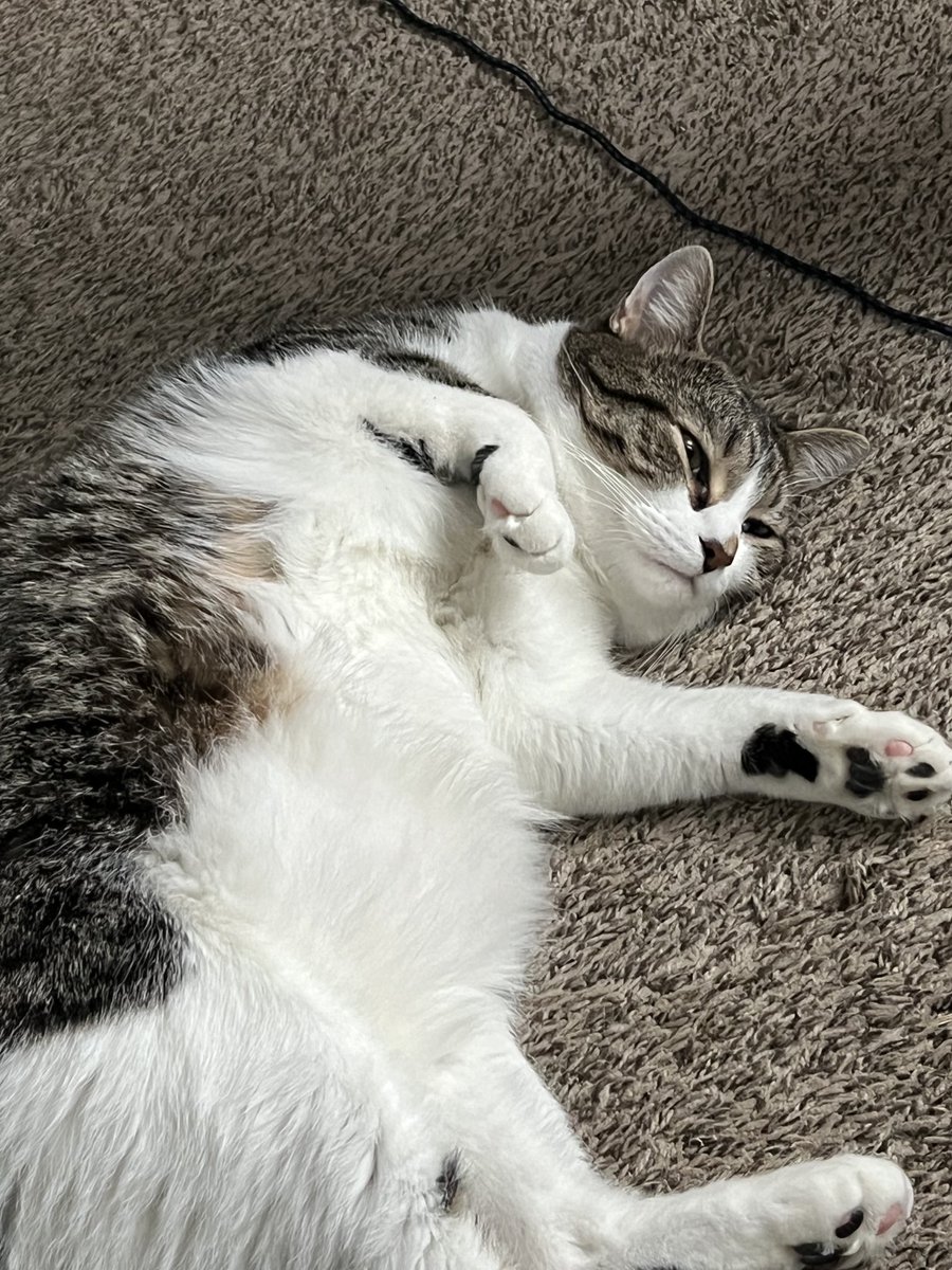 This is the face of a catnip junkie