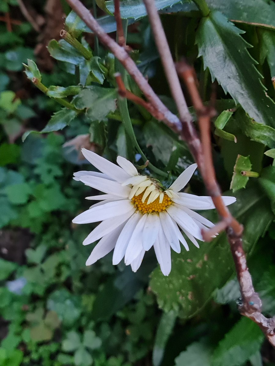 eve1231_'s tweet photo. #GardensHour
#2ndSummer https://t.co/WxbJ2EIO7Y