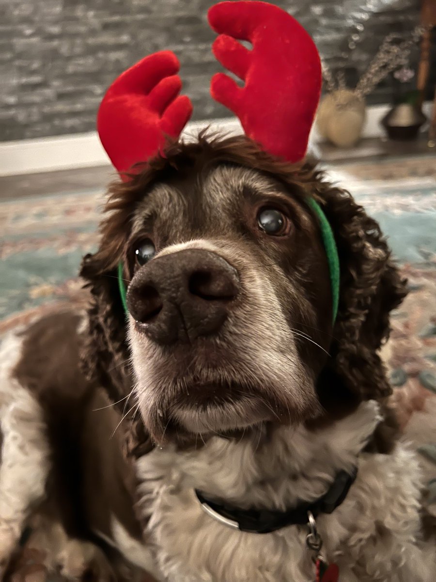 SpanielsSuper's tweet photo. @dogdaddude Oh Mr Jack, how we all suffer for our families #TheThingsTheyDo #TheIndignity #TheHumiliation https://t.co/gGkTy81R9p