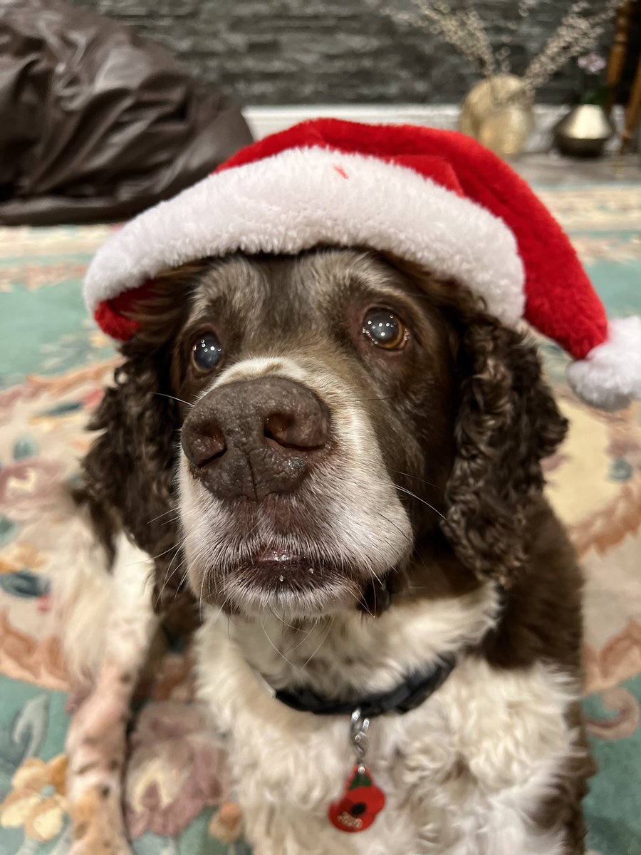 SpanielsSuper's tweet photo. @dogdaddude Oh Mr Jack, how we all suffer for our families #TheThingsTheyDo #TheIndignity #TheHumiliation https://t.co/gGkTy81R9p