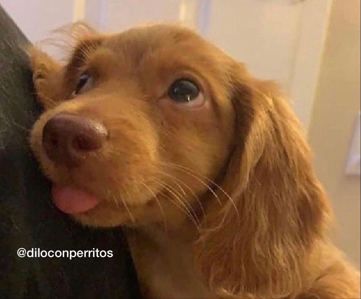 DiloConPerritos's tweet photo. Conviértete en la persona que tu perrito cree que eres. https://t.co/sFVYuwh3ar
