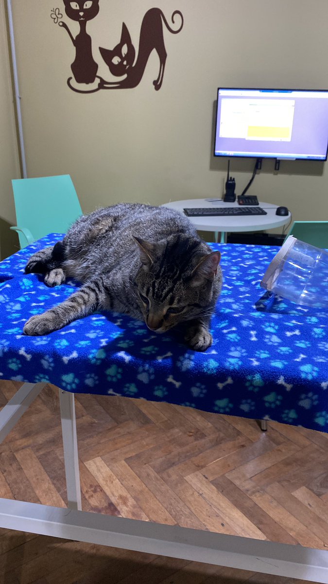 Encontré este gato (macho) en Illia e Ituzaingo muy golpeado, creemos que se cayó de un edificio. Se agradece si nos ayudan compartiendo para encontrar a su dueño!! <a href="/VivireNuevaCba/">VivirenNuevaCórdoba®</a>