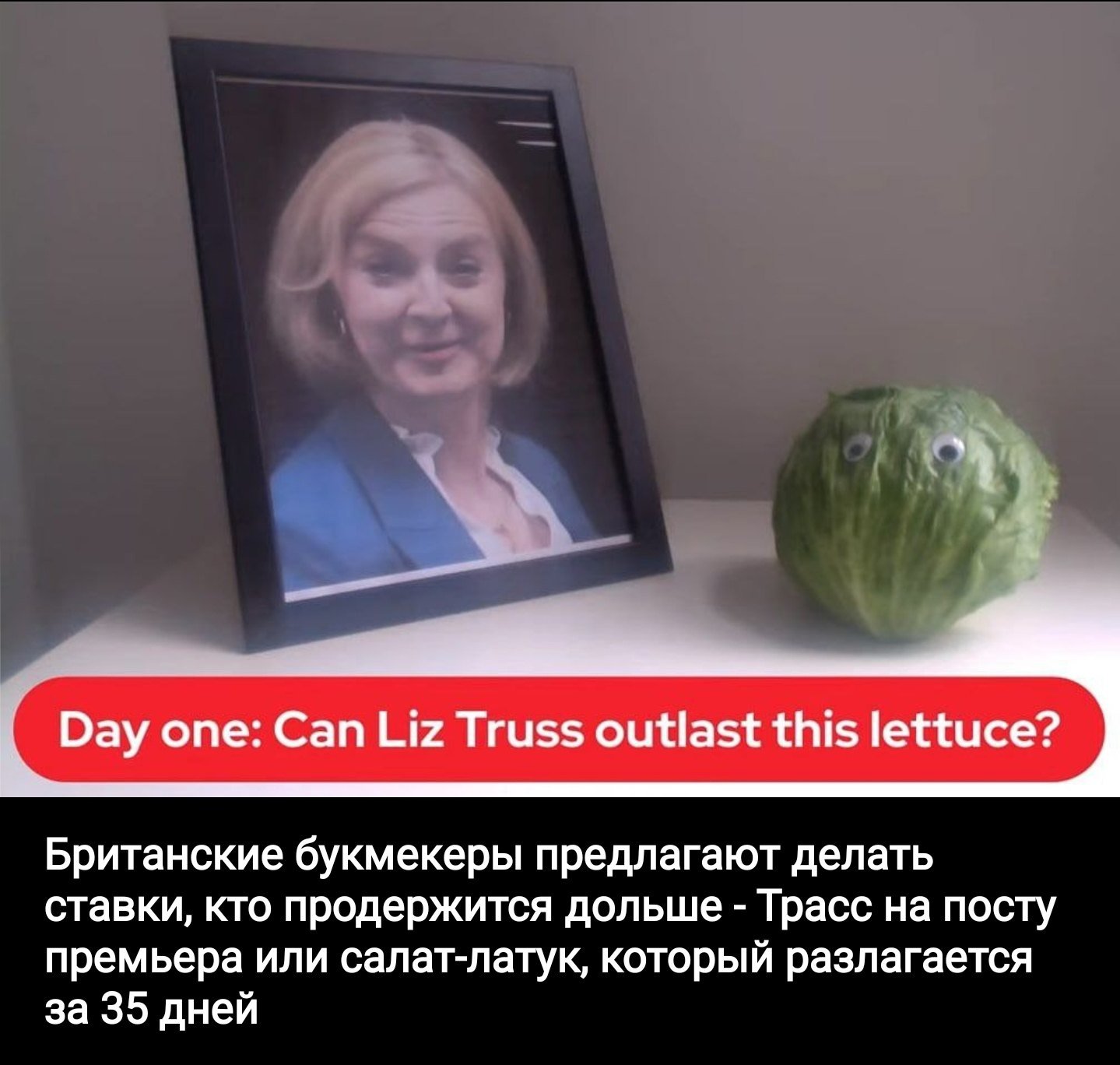 Салат латук победил