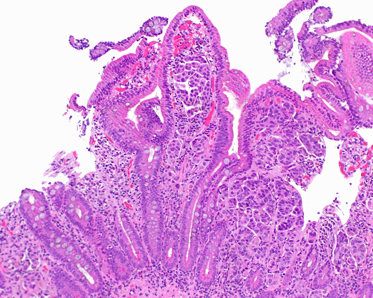 Elizabeth Montgomery, MD tweet media