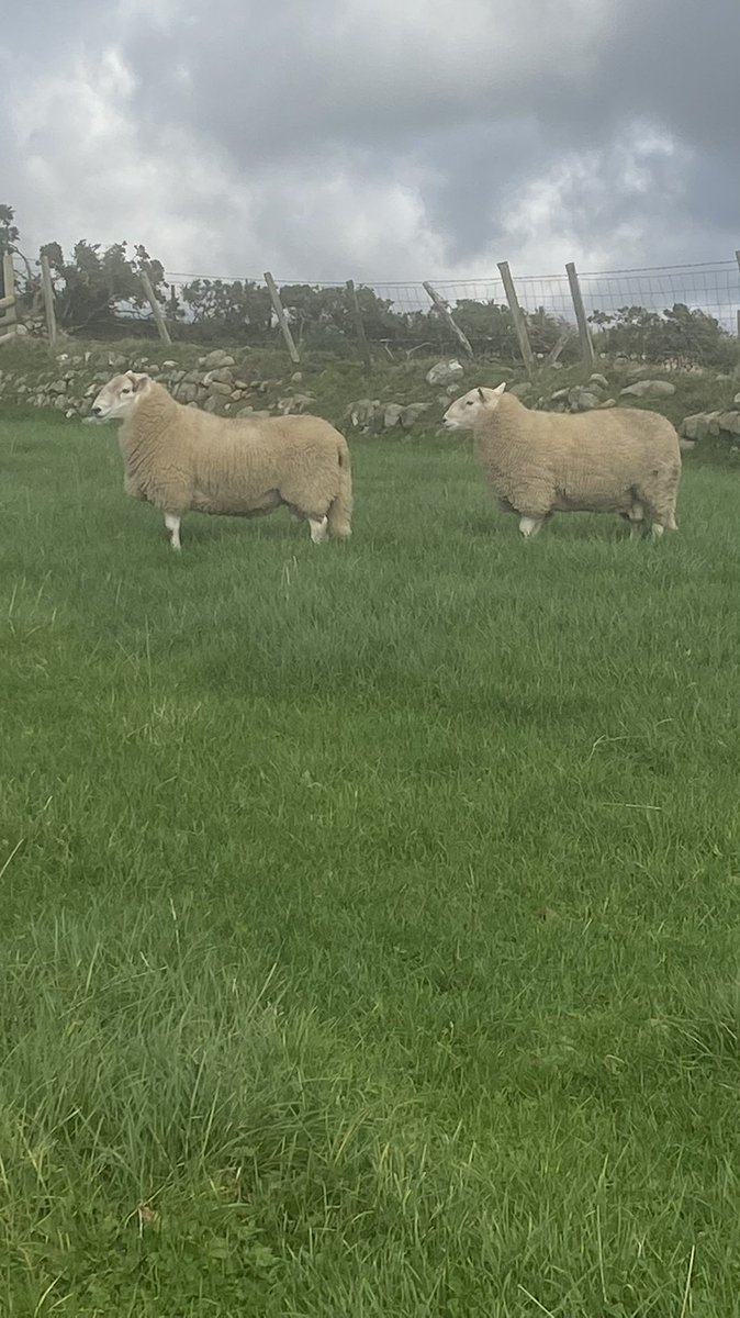 GwynParryR's tweet photo. Dau faharan dau ddant ar werth.
Un yn top 10% a llall y top 25% signet recorded. Cysylltwch am fwy o fanylion. https://t.co/frozahv0fT