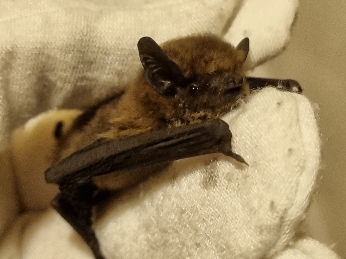 Just spent no less than half an hour trying to retrieve this very nonplussed pipistrelle from behind some furniture 😅 #BatCare