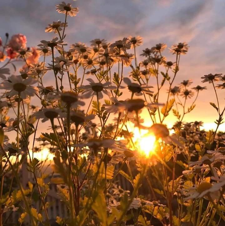 ✨Por amor seguimos trabajando, por amor estamos haciendo..Que nadie interrumpa el ritmo. Queremos amar en paz. Para decir en un grito..Cuba va..Cuba va..✨
#MatancerosEnVictoria
#CalimeteEnVictoria