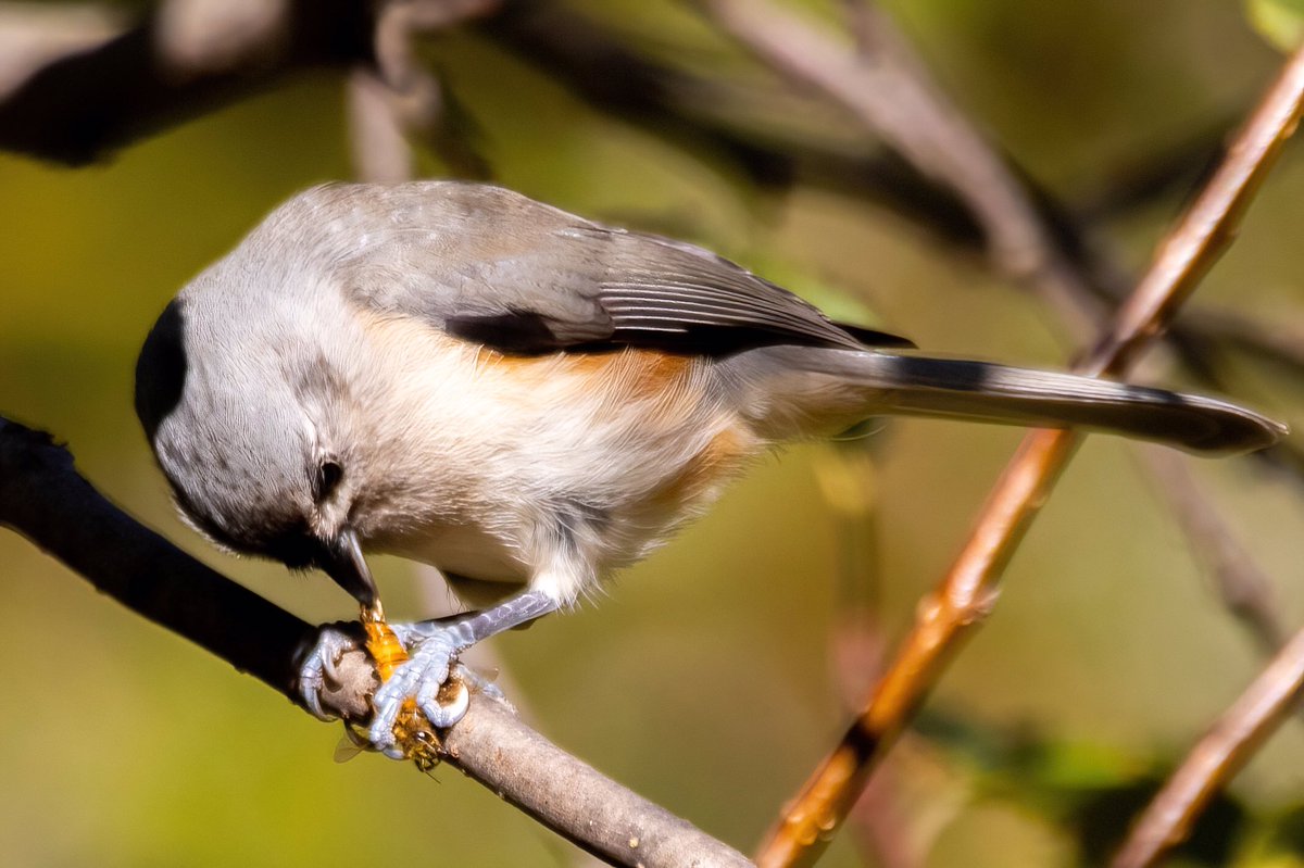 mitoGFP's tweet photo. Tufted Titmouse with a snack @CentralParkNYC. Saturday walk with @BirdingBobNYC #birdcpp #BirdsSeenIn2022 #birdwatching #birding #BirdTwitter #urbanbirding #fallmigration @inaturalist #BirdsofNYC #fallmigrants #titmouse #birdphotography @BirdCentralPark https://t.co/PXqHAYIXtc