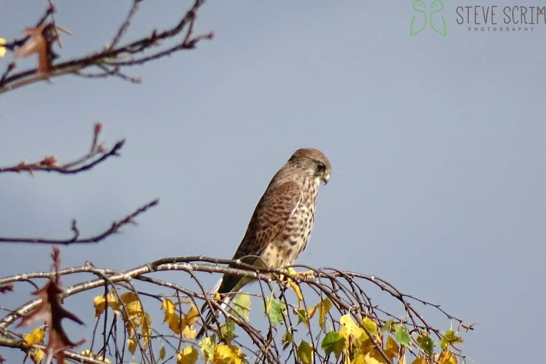 A young Kestrel, hunting on William Wroe 22.10.22. 
<a href="/FlixtonUrmston/">Love where you live</a> <a href="/UrmstonMeadows/">Urmston Meadows</a> <a href="/TCVManchester/">TCV Manchester</a> @GroundworkGM <a href="/GMGreenCity/">GM Green City</a> <a href="/CityofTreesMcr/">City of Trees</a>