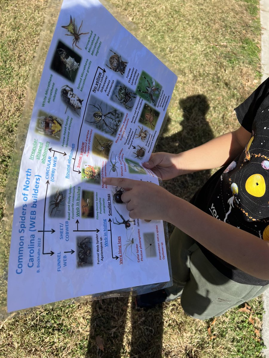 3rd grade learned how to use a #dichotomouskey to identify different NC spiders around campus! #environmentalLiteracy #authenticlearning #arachnids #SEPs