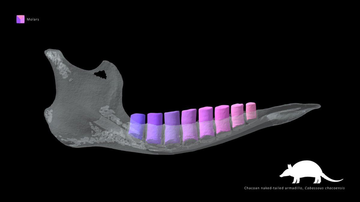 FloridaMuseum's tweet photo. Exploring Museum Collections 🌈 #Toothday 'Dillo
Looking at the stumpy teeth on this Chacoan naked-tailed armadillo, an ant and termite muncher.
Species: Cabassous chacoensis
Specimen: # UF 20650
#oVertTCN scan on @Sketchfab: https://t.co/NDmTgLnOh4 https://t.co/MH6NYumCbZ