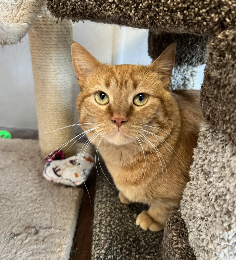 SAFE Team Rescue tweet media