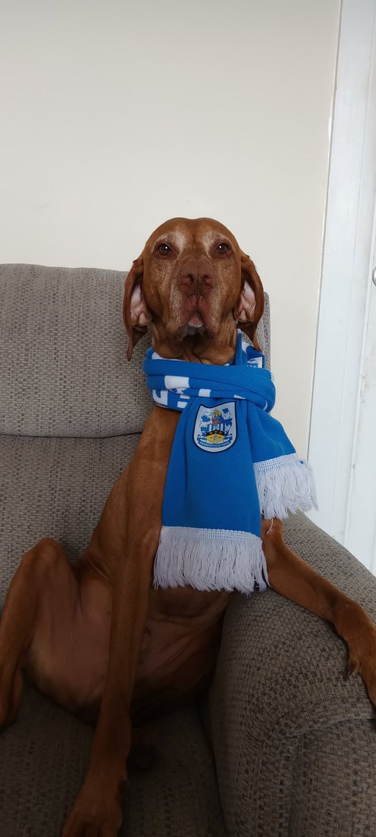 PaulHir30047517's tweet photo. @htafc @WebboxPetFood @htafc @WebboxPetFood this is our Town fan Sam!! A dog like no other!!
#WebboxVIP https://t.co/GIlGI30U0V