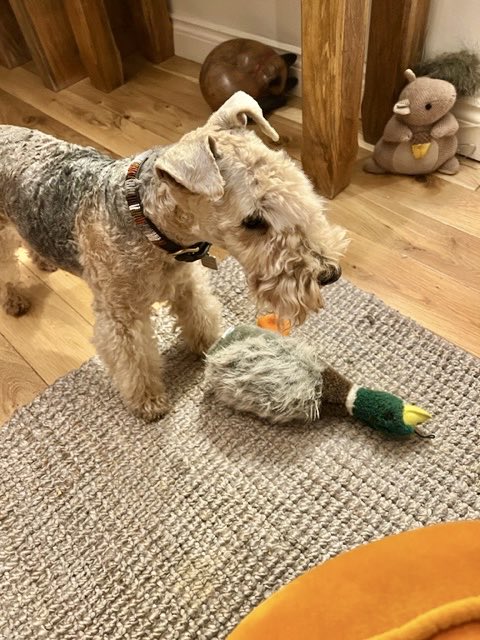 Bertie Lakeland tweet media
