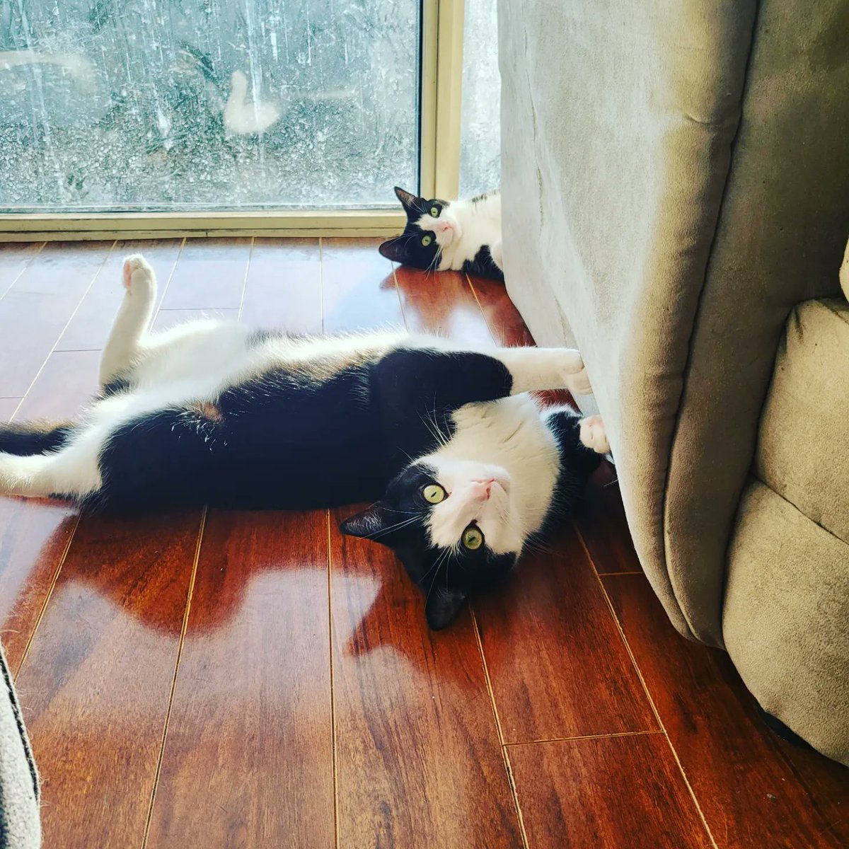 acidartha's tweet photo. @_We_Rate_Cats I would like to submit Toto (back) and Momo (front) for consideration...please and thank you! 😊 https://t.co/jByKavHy3E