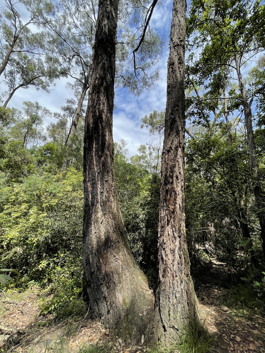 Marybell1Bell's tweet photo. A #twintrunk & a #thicktrunk on #DarugCountry for #thicktrunktuesday amongst recent blue skies.
#treesontwitter
#powerofplants #treeoftheday
#treeday
#beautifulbark #twitternaturecommunity #ozplants #forestphotography
#shinrinyokuย
#wellbeingย
#foresttherapy ย
#natureconnection https://t.co/ExYLqUZrZ5