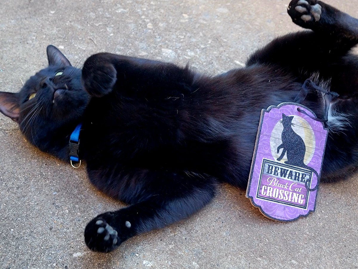 Enjoy some derp moments from my photoshoot today 
#CatsOnTwitter #cats #catlovers #cat