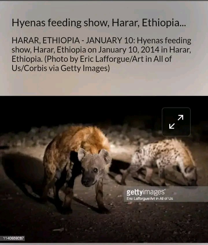 Sultan_Abagissa's tweet photo. አጋልጥ!
ትልቁን የዓለማችንን ሚዲያ #BBC ን እንጋልጥ!

ሀረር ላይ ለቱሪዝም ለማዳ ጆቦችን ፎቶ ከትግራይ ጦርነት ጋር ጅቦችን በማገናኘት ዜና ተሰርቶ ተሰራጭቷል፣ ዜናውም ፎቶውም የበሬ ወለዴ ትርክት ናቸው። ጋዜጠኞቹም በብር የተገዙ ናቸው.
#DisarmTPF https://t.co/9Iq35bmJd5