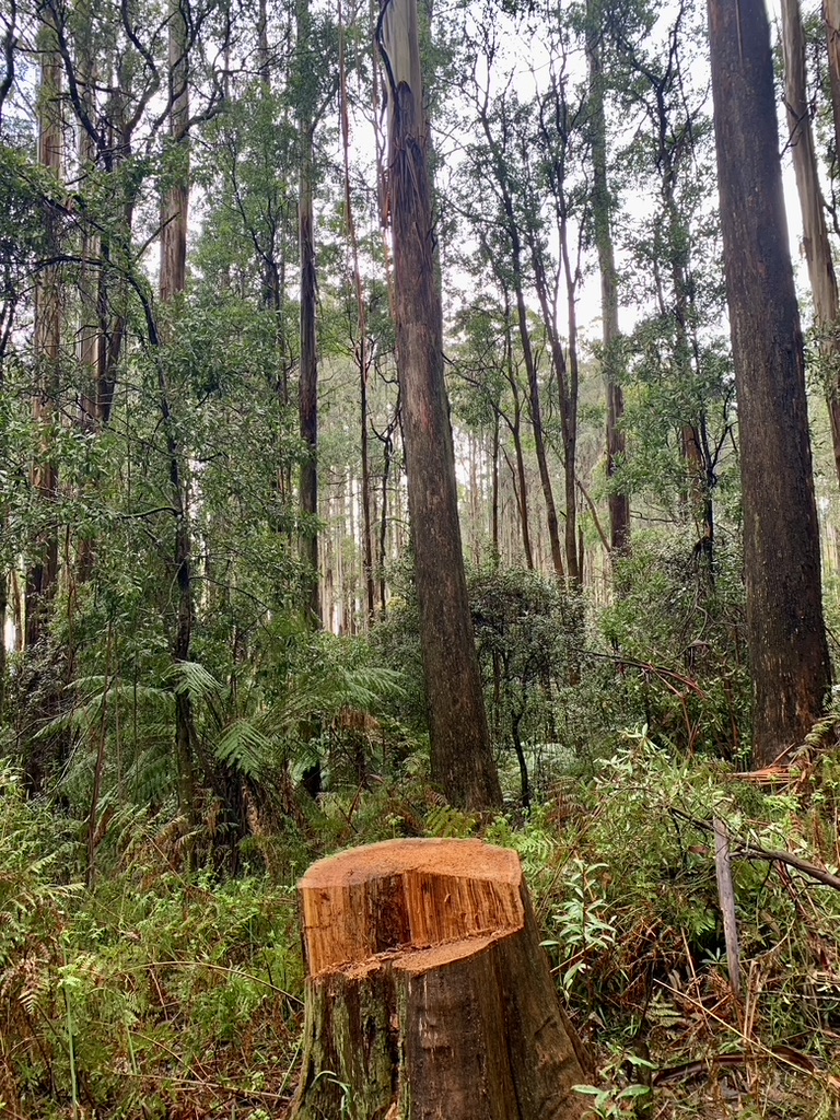 ninakillham's tweet photo. In Australia, about 90% of native vegetation in the eastern temperate and SW temperate zones has been removed for agriculture, industry, transport and human habitation. I think that's quite enough, don't you? @DanielAndrewsMP @tanya_plibersek #stopnativelogging #savethetrees https://t.co/5Vn5M5B3wL