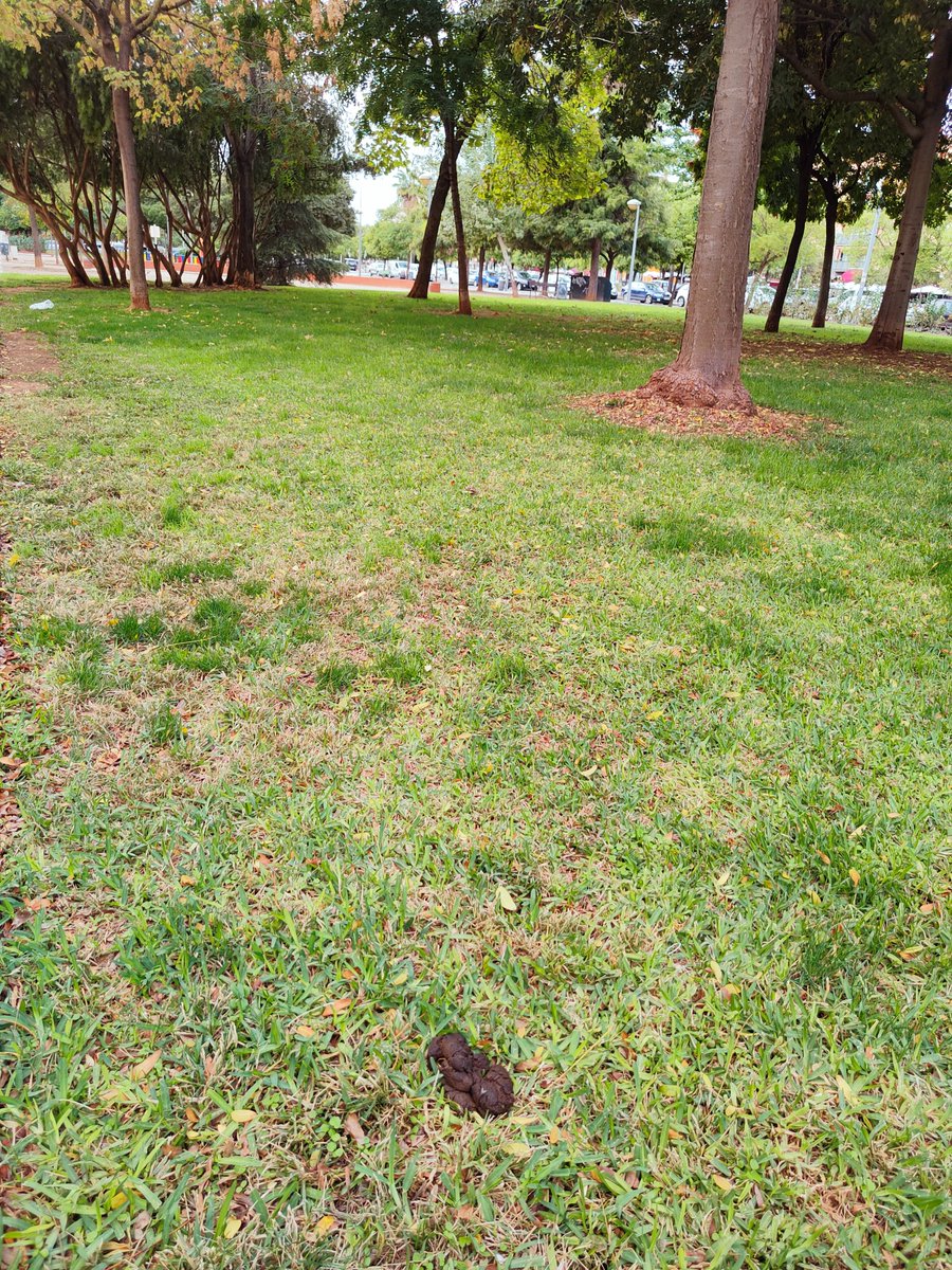 thermita_'s tweet photo. @sadecocordoba @ayuncordoba_es @pp_cordoba @PPdipucordoba
Cuando piensan actuar contra el incivismo en nuestros parques y calles.
¿Dejarían a sus hijos jugar a la pelota en este o otro parque de la ciudad?.
Este esta situado en en Isla fuerteventura y a 100 m hay un pipican. https://t.co/CHbhcCl6Ek