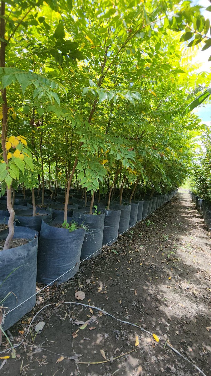 FlorVivero's tweet photo. 🌳🔰 Árboles flama china🌳🔰

📲7351023104 📲7351023328 

📍Cuautla,Morelos 

#flamachina #flama #china #Koelreuteria #paniculata #koelreuteriapaniculata https://t.co/J2d5Rh99wR