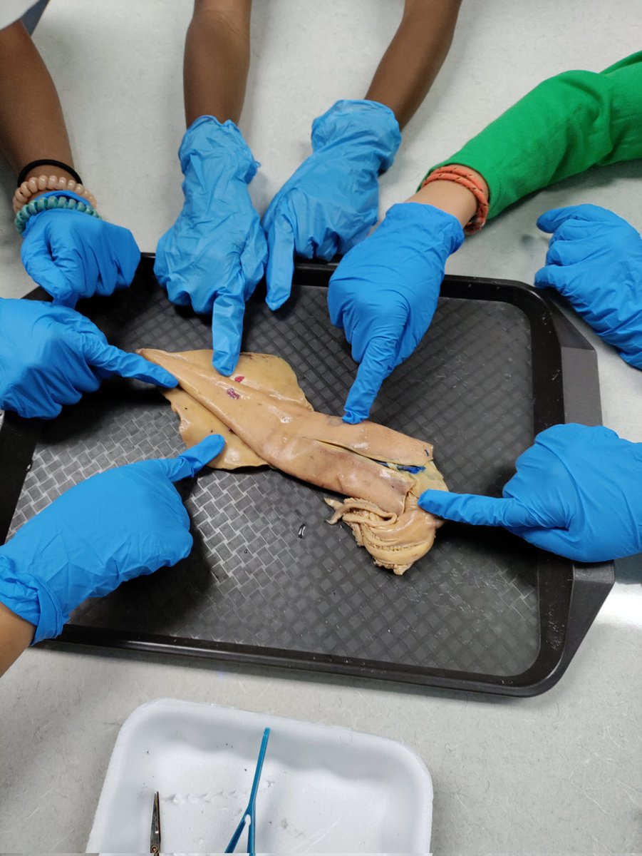 Today's Squid dissection at <a href="/lasselleVVUSD/">Lasselle Elementary</a> pointed to the Power of Hands-on Science. The level of student learning &amp; engagement was spot-on! Thank you to Mr. Pawlowski and Miss Panganiban for allowing me to witness your amazing co-teaching. #STEAM @ValVerdeUSD