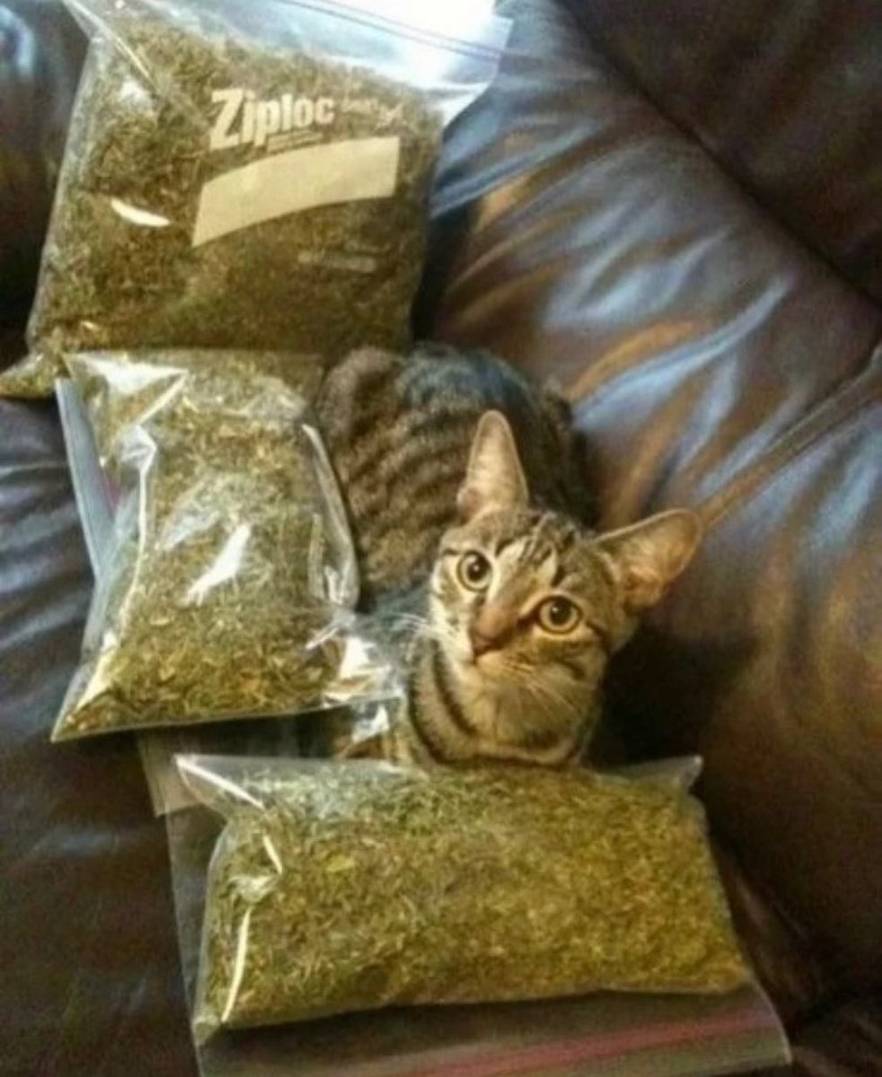 Cat Dealer On Twitter If You Want A Good Dealer We Got You Https