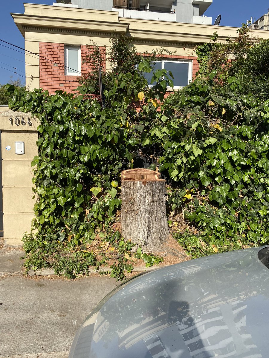 cocaceledon's tweet photo. Pueden creer que la Municipalidad de Las Condes iba a hacer, según correo electrónico, una “poda de mantenimiento” y al llegar a mi casa me encuentro que cortaron el árbol que tenía 50 años…..que manga de ineptos tiene contratada la Municipalidad!!! https://t.co/t7FYhNR4OX