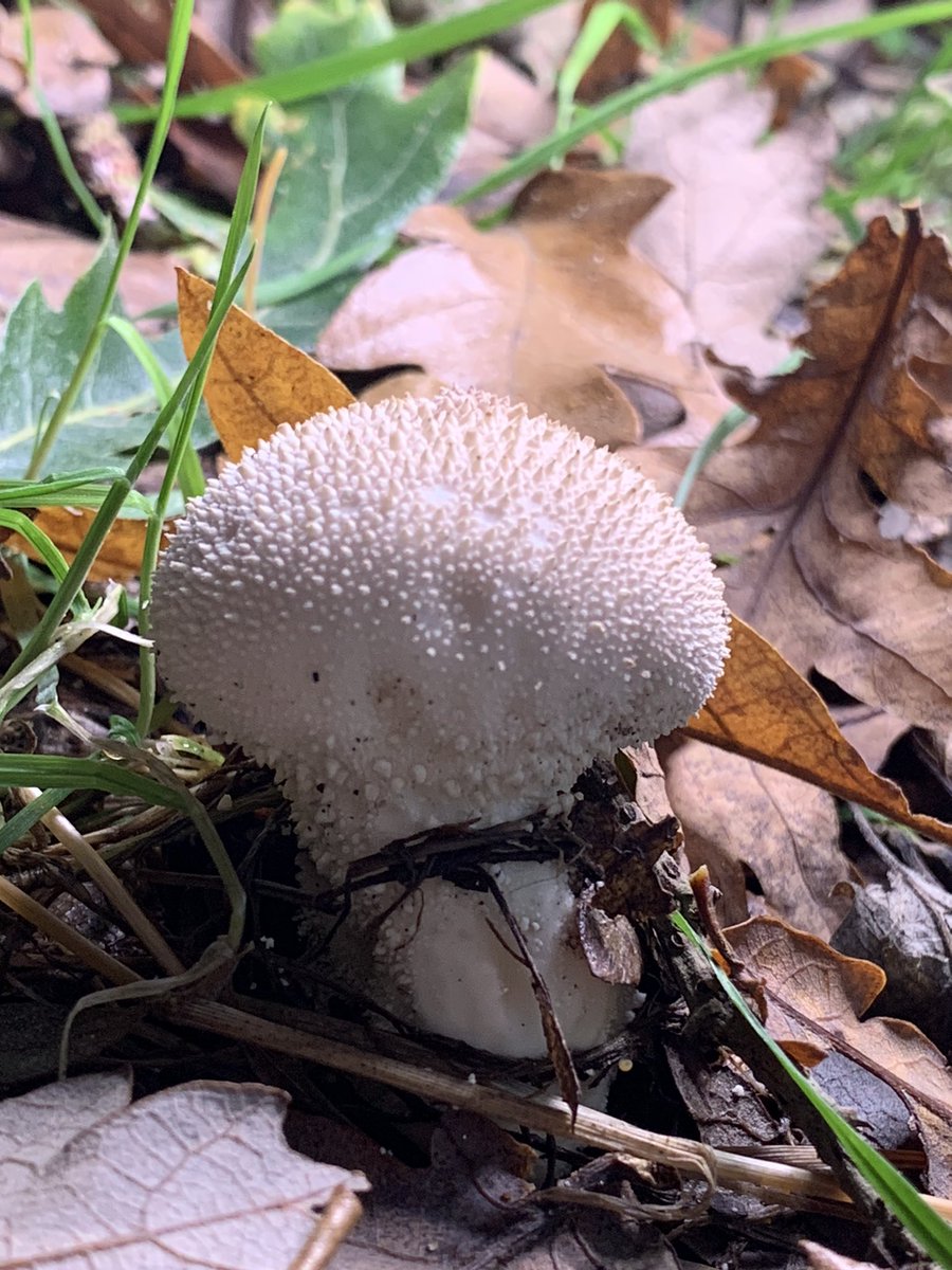 First day of #bigwildwalk was certainly a lot of shrooms! p1 yellow fieldcap, p2 brown mottlegill, p3 dewdrop mottlegill, p4 common puffball, but i can be very wrong 🤷‍♀️ You can sponsor my Big Wild Walk in my bio link! #mushrooms