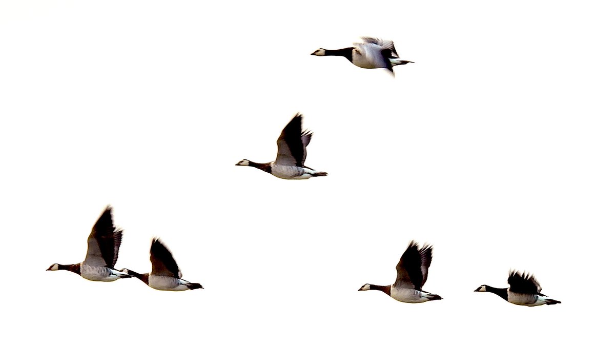 angnatur's tweet photo. The Svalbard/Mersehead barnacle geese
Approx 6000 geese in total, but they preferred to keep away from the limelight tonight and kept their distance 
 #Mersehead #rspbMersehead @Natures_Voice https://t.co/jvdUChje6U