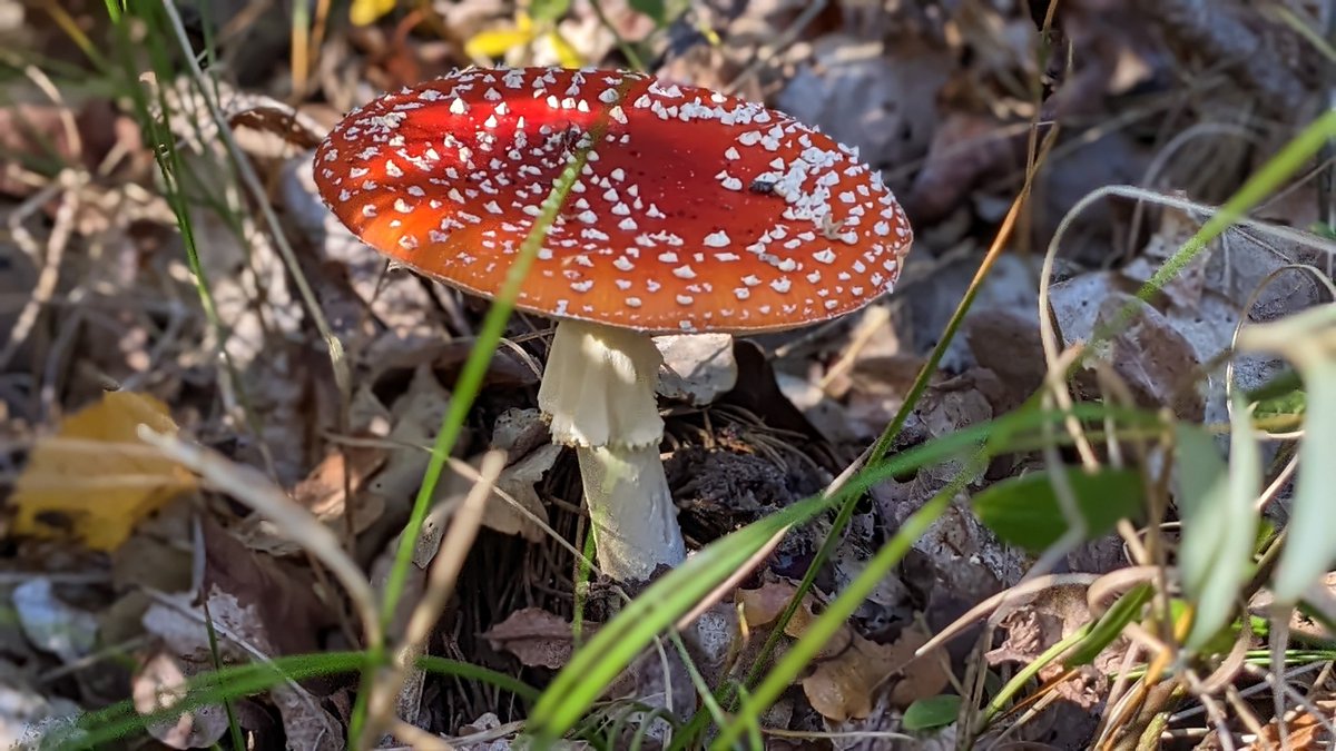 wschoneveld's tweet photo. Wat een prachtige herfst week op Terschelling - volop genieten! https://t.co/KceOSrH2TE