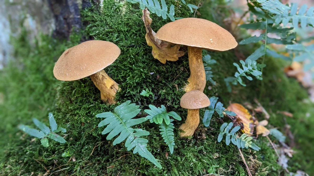 wschoneveld's tweet photo. Wat een prachtige herfst week op Terschelling - volop genieten! https://t.co/KceOSrH2TE